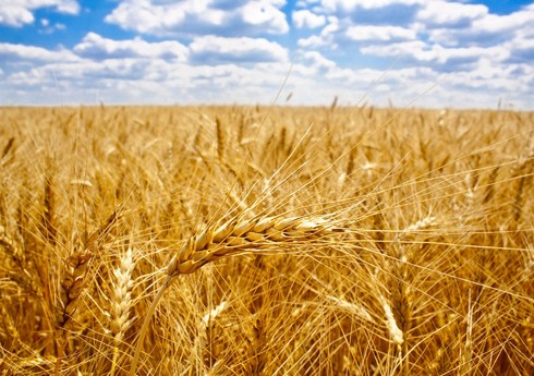 СБ ООН 21 июля обсудит прекращение зерновой сделки
