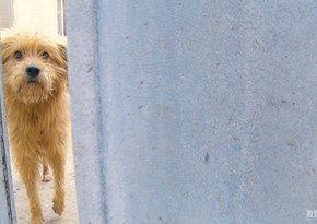 From dog shelter in Baku - VIDEO REPORT