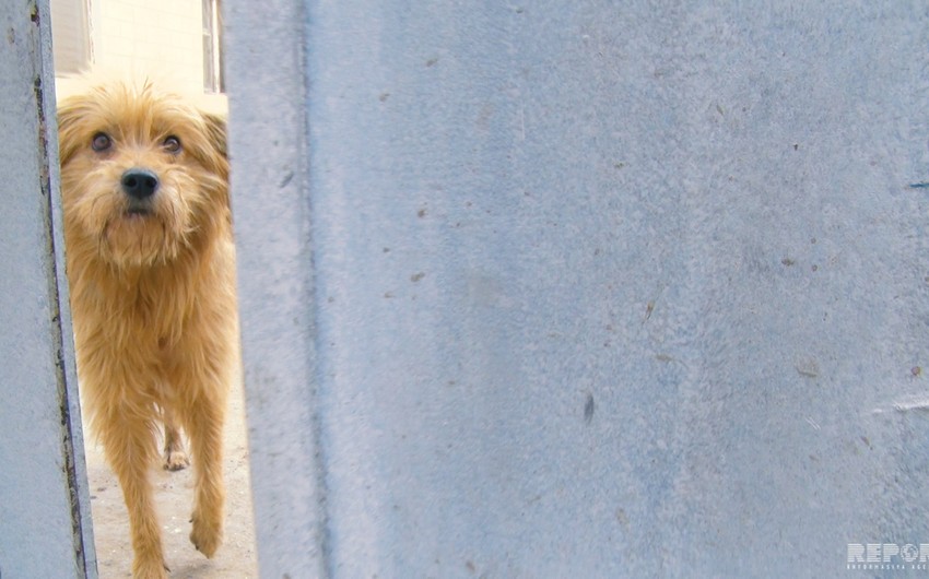 From dog shelter in Baku - VIDEO REPORT