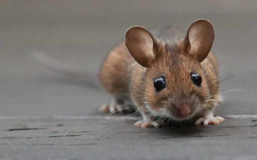 В Германии зафиксирован первый случай передачи вируса от крыс человеку