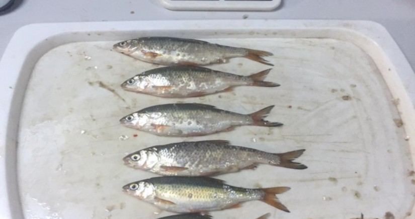 НАНА назвала виды рыб, находящихся под угрозой исчезновения в Каспийском море