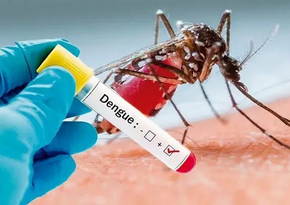 В Бразилии сообщили об эпидемии лихорадки денге за неделю до карнавала