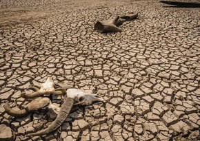 Засуха в Сомали стала самой сильной за 40 лет