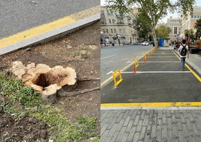 Руководство муниципалитета оштрафовано за вырубку деревьев в центре Баку