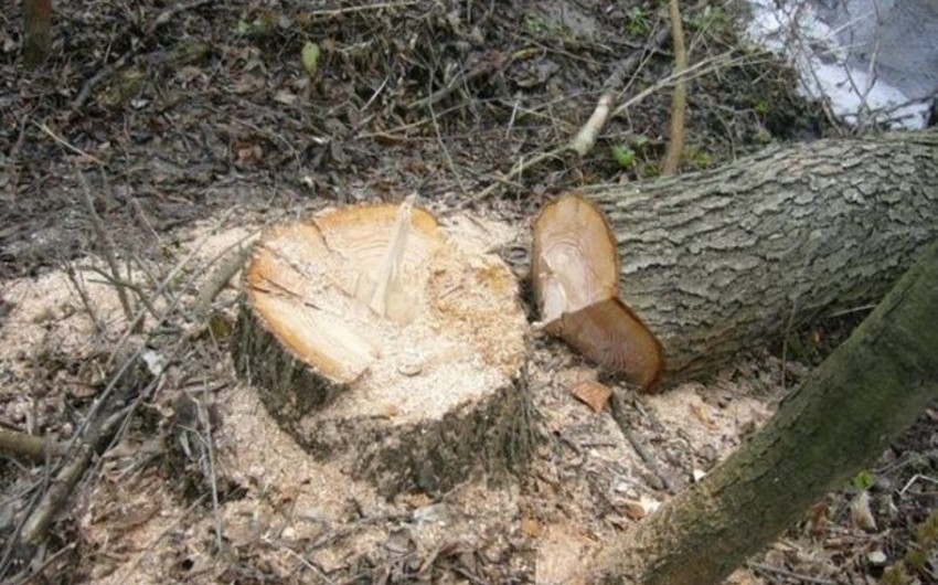 Скончался житель Акстафы, оставшийся под срубленным деревом