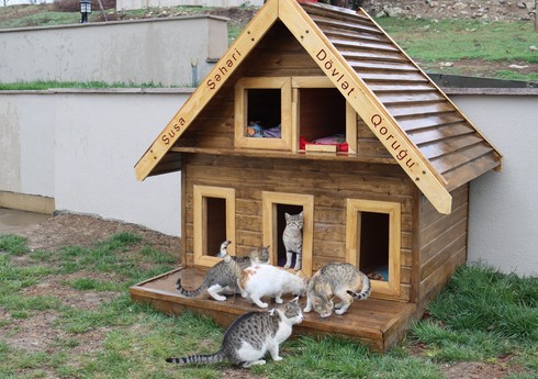 В Шуше создан приют для кошек