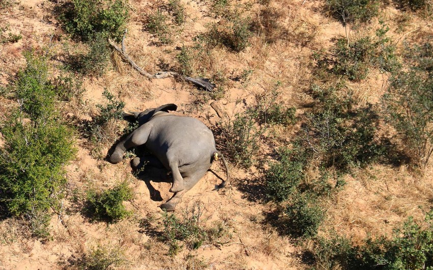 Эксперты допустили, что слоны в Ботсване массово гибнут от COVID-19