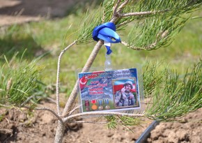 В Зангилане посадили деревья в память о шехидах 