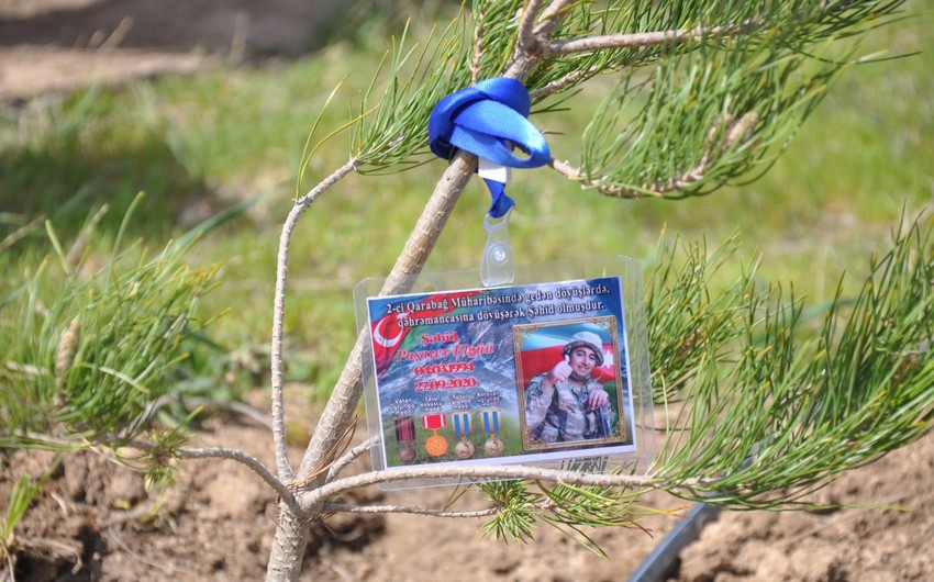 В Зангилане посадили деревья в память о шехидах 