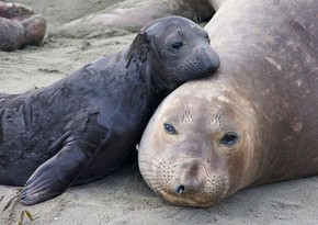 Around 2,500 baby elephant seals found dead on shore in Argentina