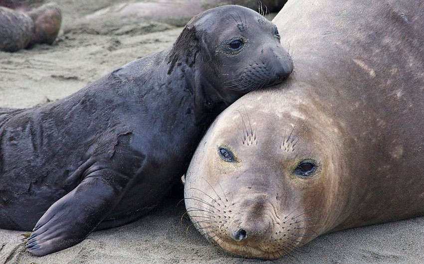 Around 2,500 baby elephant seals found dead on shore in Argentina