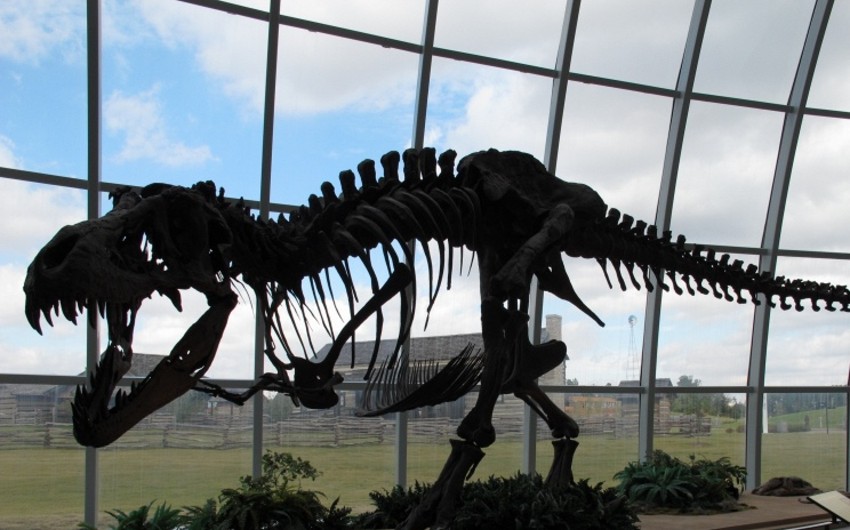 На севере Германии обнаружены следы динозавра, весившего 30 тонн