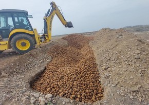 Rusiya, Belarus və Ukraynadan gətirilən 63 tona yaxın kartof yararsız çıxıb