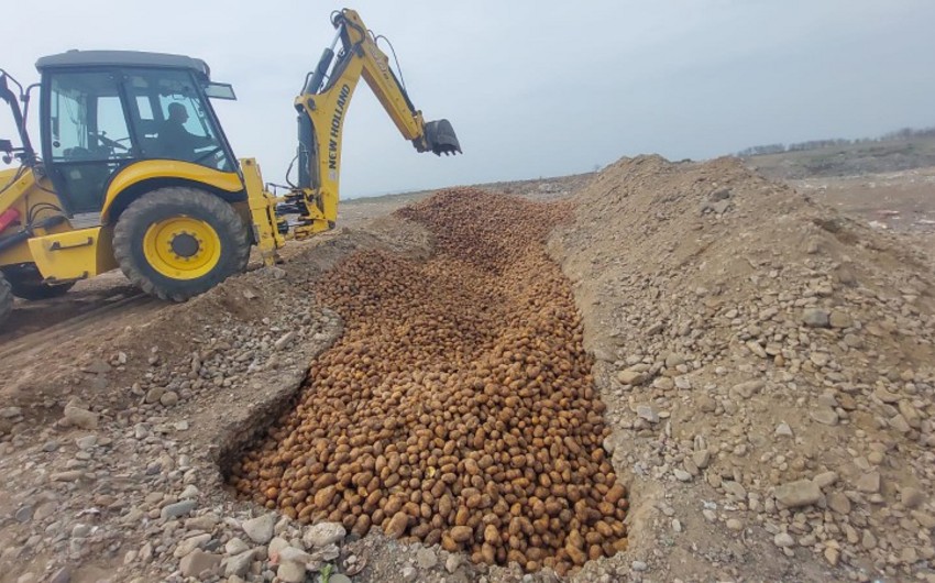 Rusiya, Belarus və Ukraynadan gətirilən 63 tona yaxın kartof yararsız çıxıb