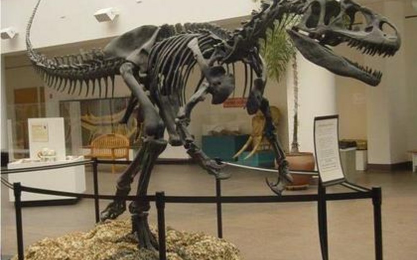 На британском аукционе ​выставили скелет динозавра