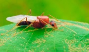 Ant agriculture started 66 million years ago, study suggests