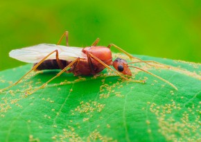 Ant agriculture started 66 million years ago, study suggests