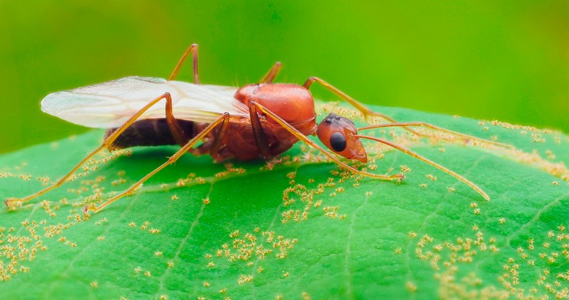 Ant agriculture started 66 million years ago, study suggests