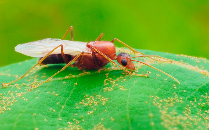 Ant agriculture started 66 million years ago, study suggests