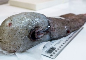 Scientists discovered 'faceless' fish off coast of Australia - PHOTO