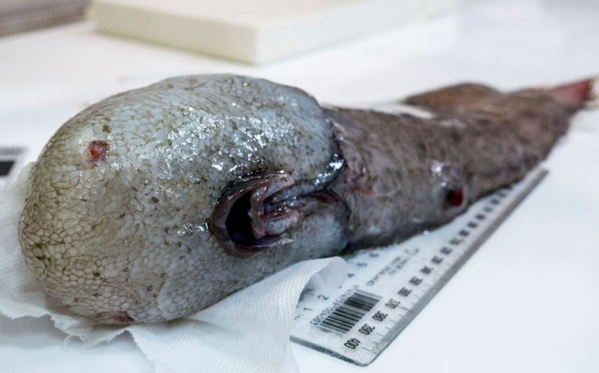 Ученые поймали у берегов Австралии рыбу без лица - ФОТО