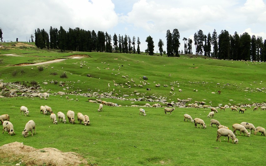 Azerbaijani shepherd missing in Georgia