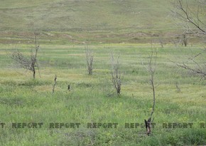 Вырубленные и заминированные армянами гектары садов 