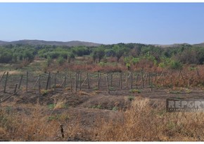 ANAMA: Over 161,000 hectares of land in Karabakh, East Zangazur were cleared of mines