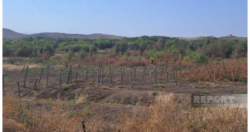 ANAMA: Over 161,000 hectares of land in Karabakh, East Zangazur were cleared of mines