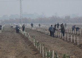 В Евлахском районе сажают новый лес на 30 гектарах