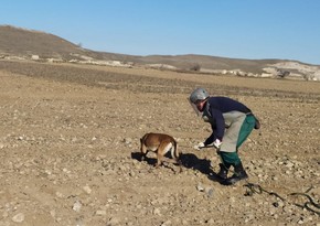 US Marshall Legacy Institute speeds up demining in Azerbaijan