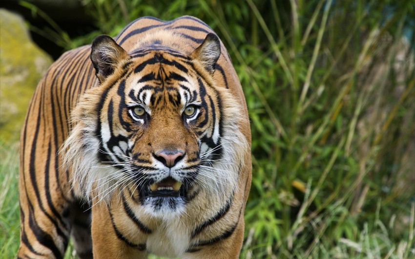 На юге Индии несколько десятков тигров сбежали из заповедника из-за пожара