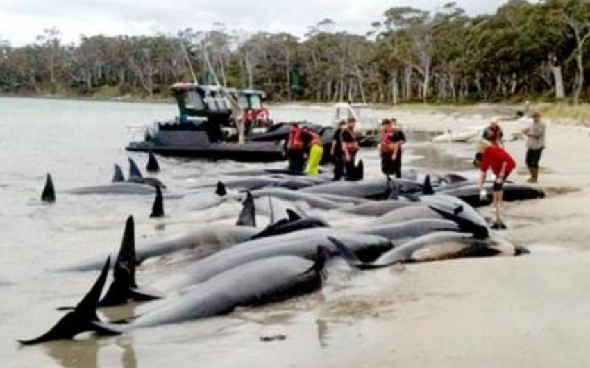 ​Çili sahillərində 40-a yaxın balinanın cəsədi aşkarlanıb