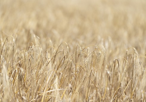 В Азербайджане на 85% зерновых полей завершена уборка урожая