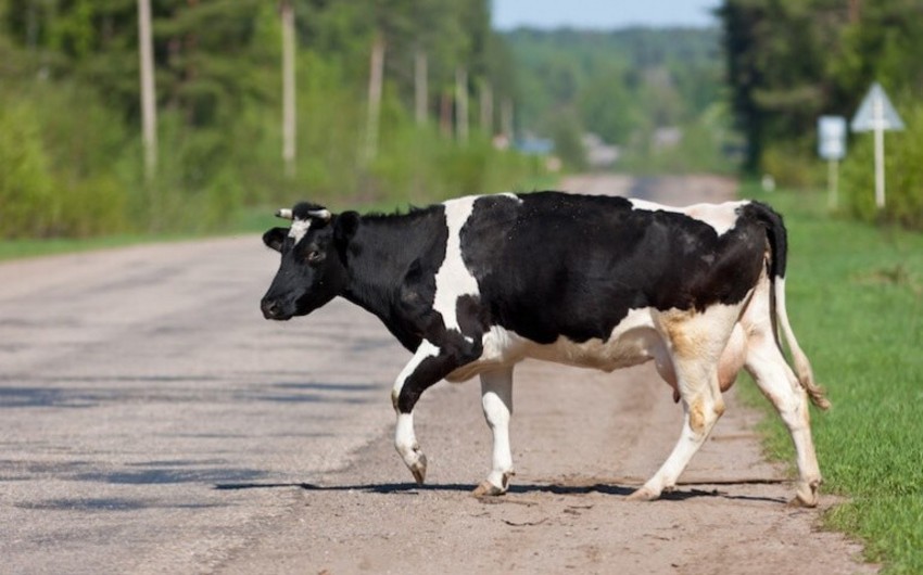В Cальяне корова стала причиной ДТП, один человек получил ранения