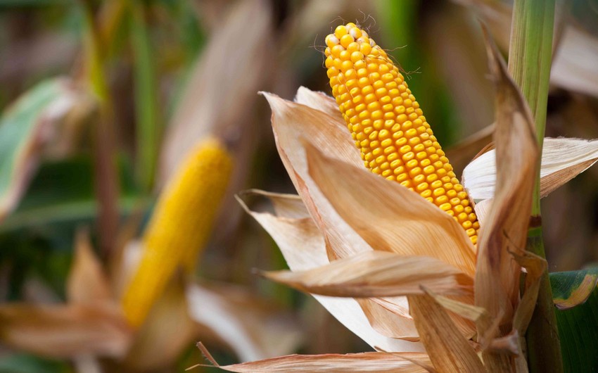 Азербайджан начал поставки кукурузы из Китая