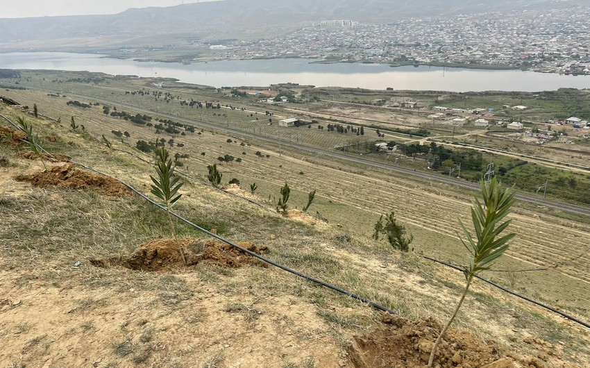 Azerbaijan establishes seedling planting service