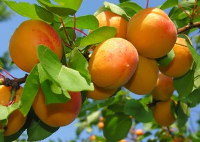 Azerbaijan resumes export of apricots to 2 countries