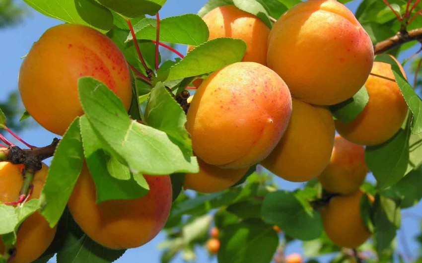 Azerbaijan resumes export of apricots to 2 countries