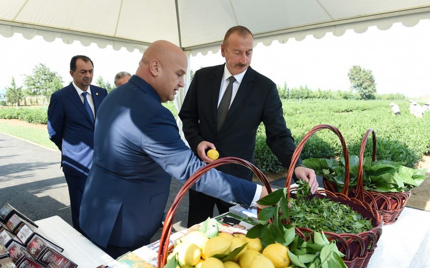 Prezident İlham Əliyev Lənkəranda “Yaşıl Çay” plantasiyası ilə tanış olub