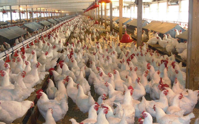 ​Азербайджан может приостановить импорт птичьего мяса из США