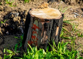 В Ярдымлы заведено уголовное дело на сотрудников центра, вырубивших более 170 деревьев 