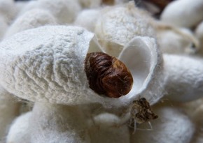 Japanese scientists create possible COVID-19 vaccine from silkworm protein