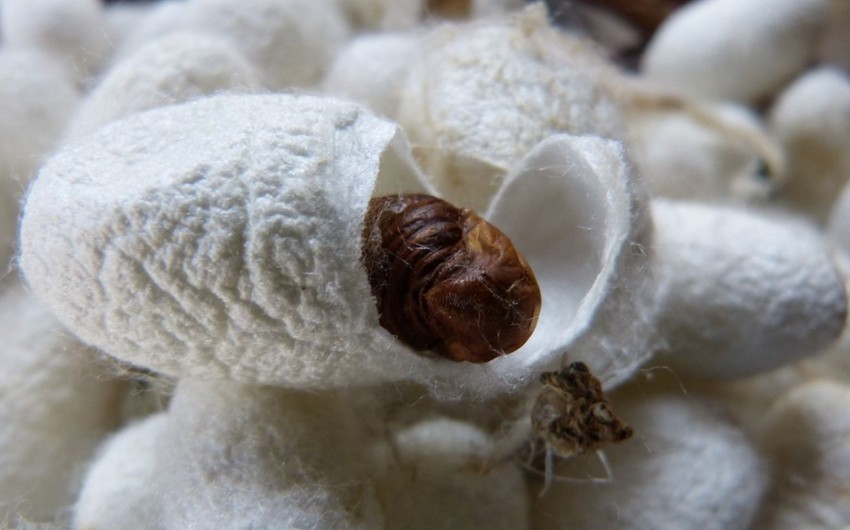 Japanese scientists create possible COVID-19 vaccine from silkworm protein