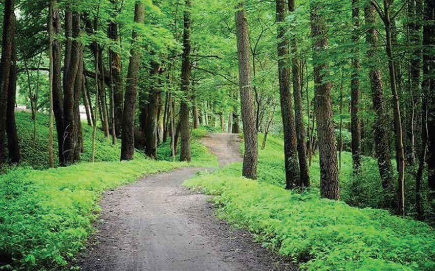 Smart Planting and Friendship Forest Complex being established in Jabrayil