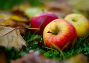 Azerbaijan doubles apple exports