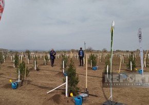 В Агдаме проведена акция по посадке деревьев в честь 100-летия Гейдара Алиева