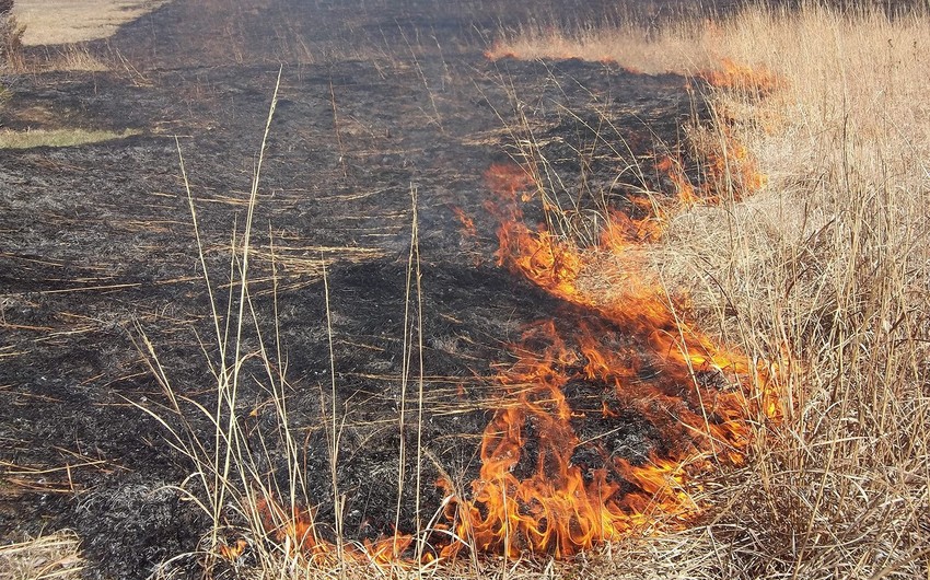Пожар в горной местности в Шемкире локализован - ОБНОВЛЕНО-2