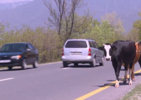 Ötən yeddi ayda sahibsiz heyvanların səbəb olduğu yol qəzalarında 4 nəfər ölüb 