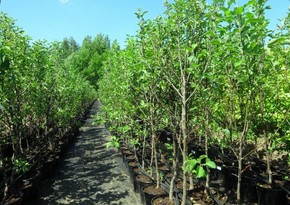 Азербайджан начал поставки фруктовых деревьев еще из трех стран